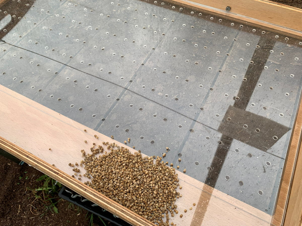 Seeds scattered on mechanical sowing tray