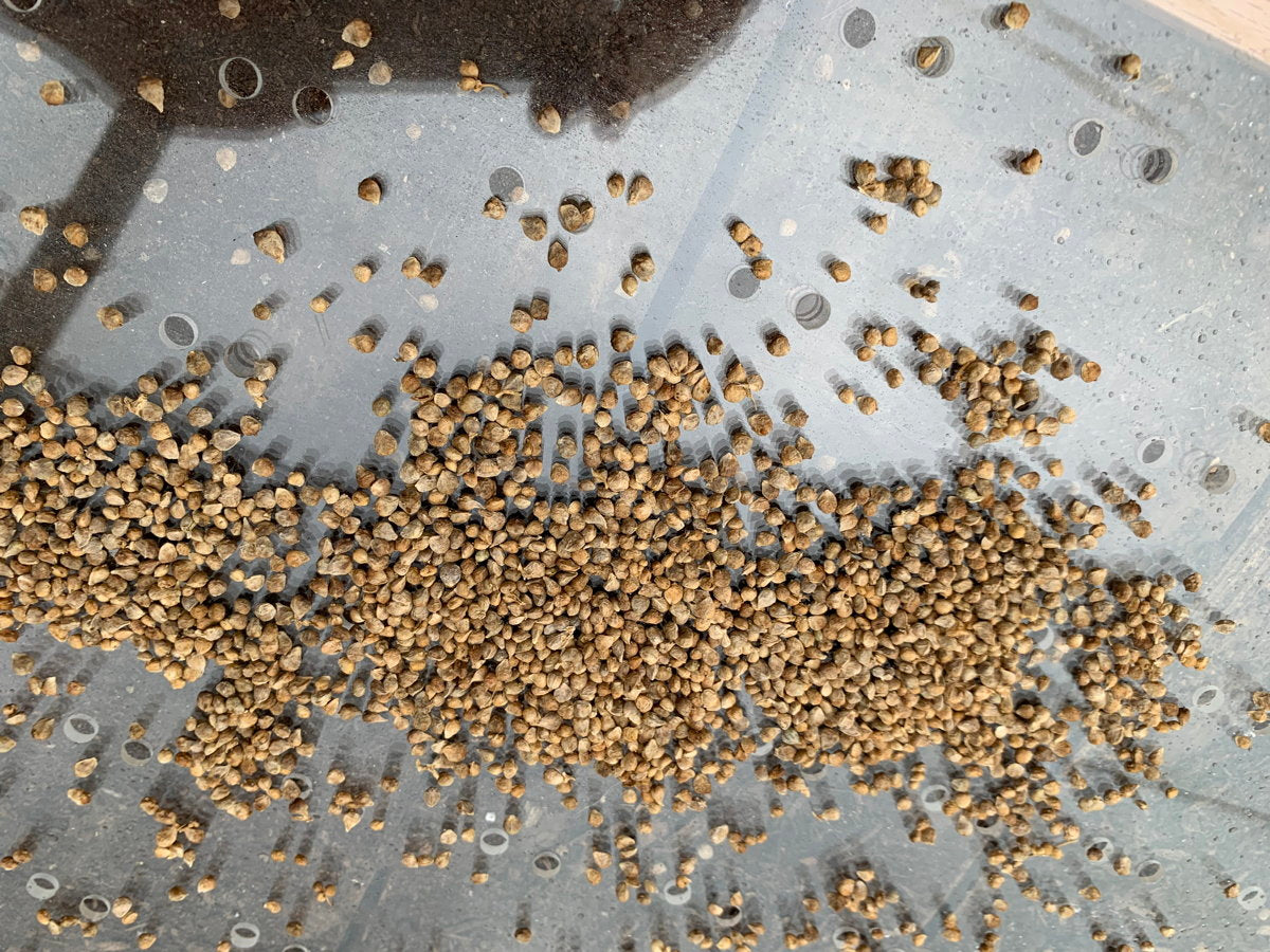 Close-up of seeds on perforated sowing tray