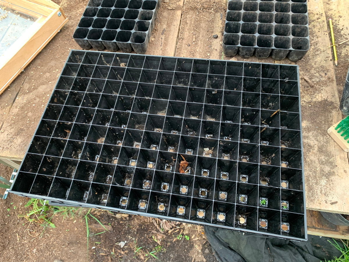 Empty seedling trays on wooden surface